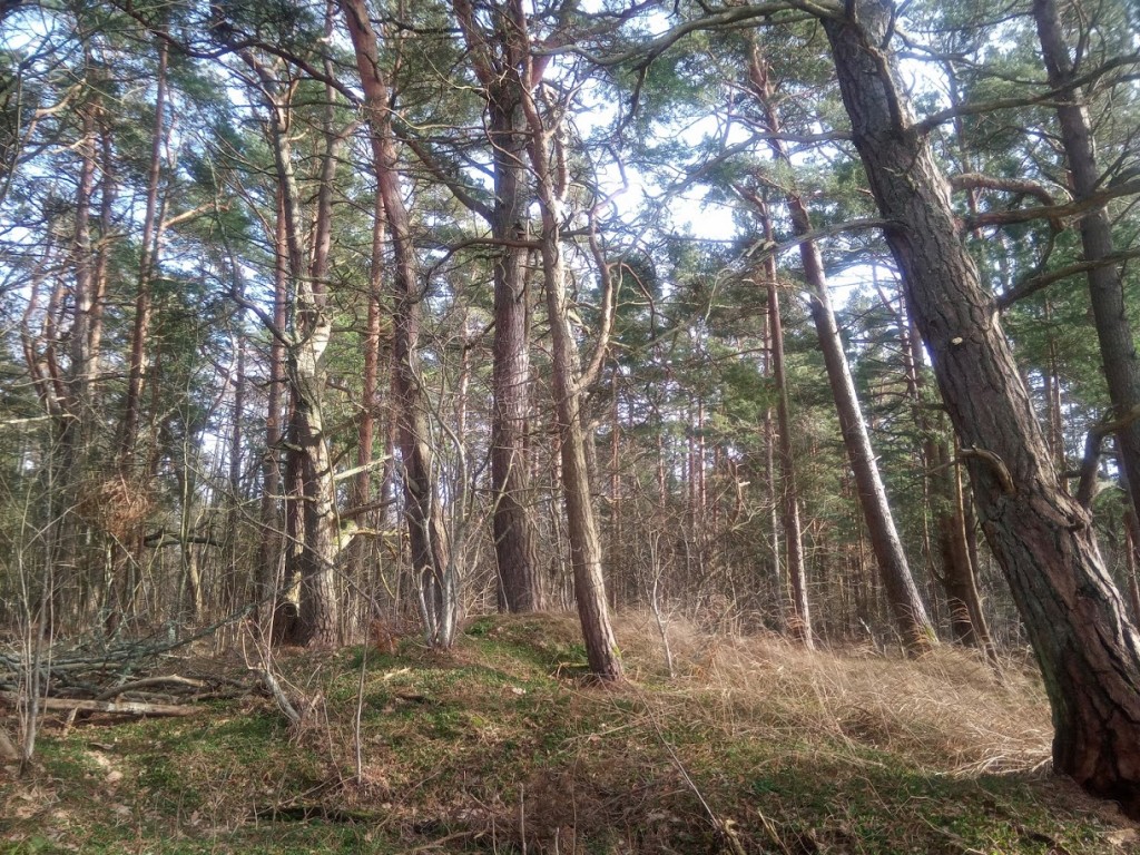 Rannamännik.jpg