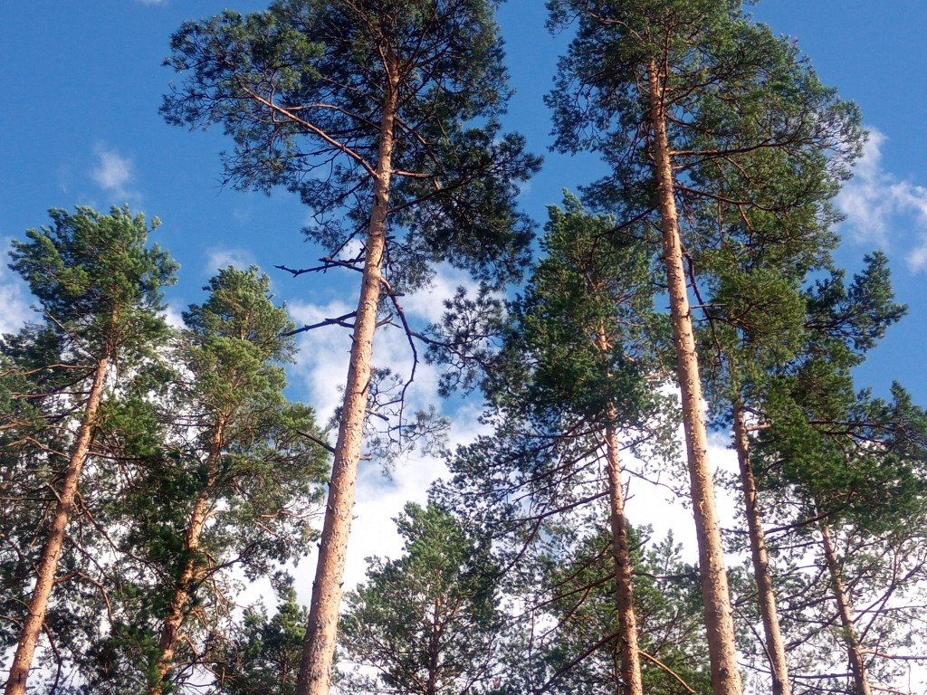 männiladvad.jpg