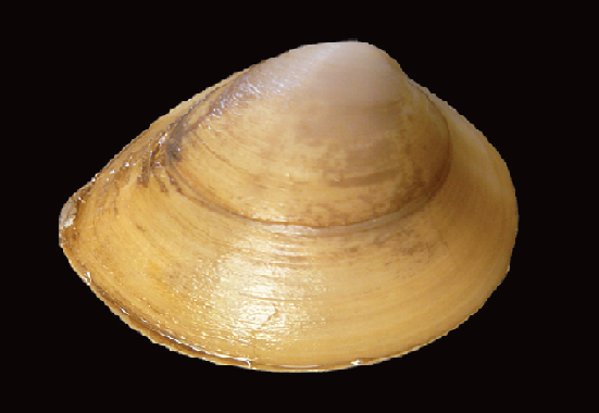 rangia-cuneata.png