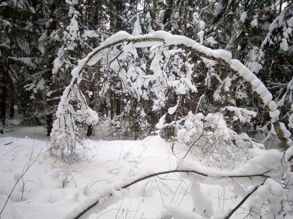kaardus lumine puu.jpg