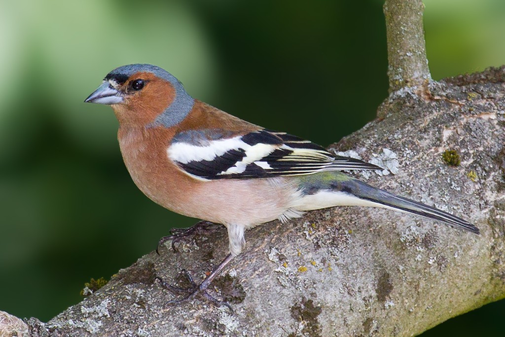 Chaffinch_(Fringilla_coelebs).jpg