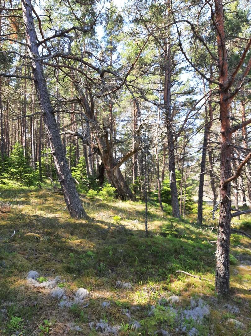 Hiiumaa.JPEG