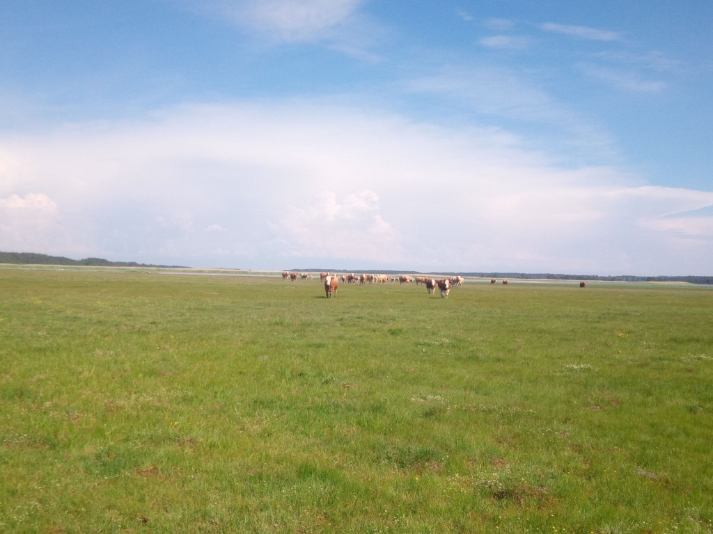 rannakarjamaa