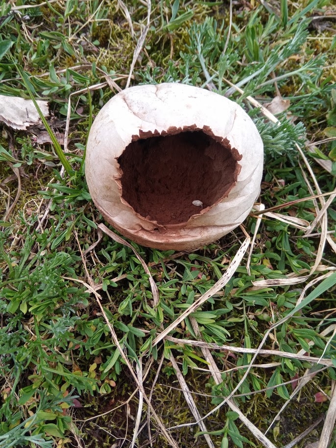 limatünnik