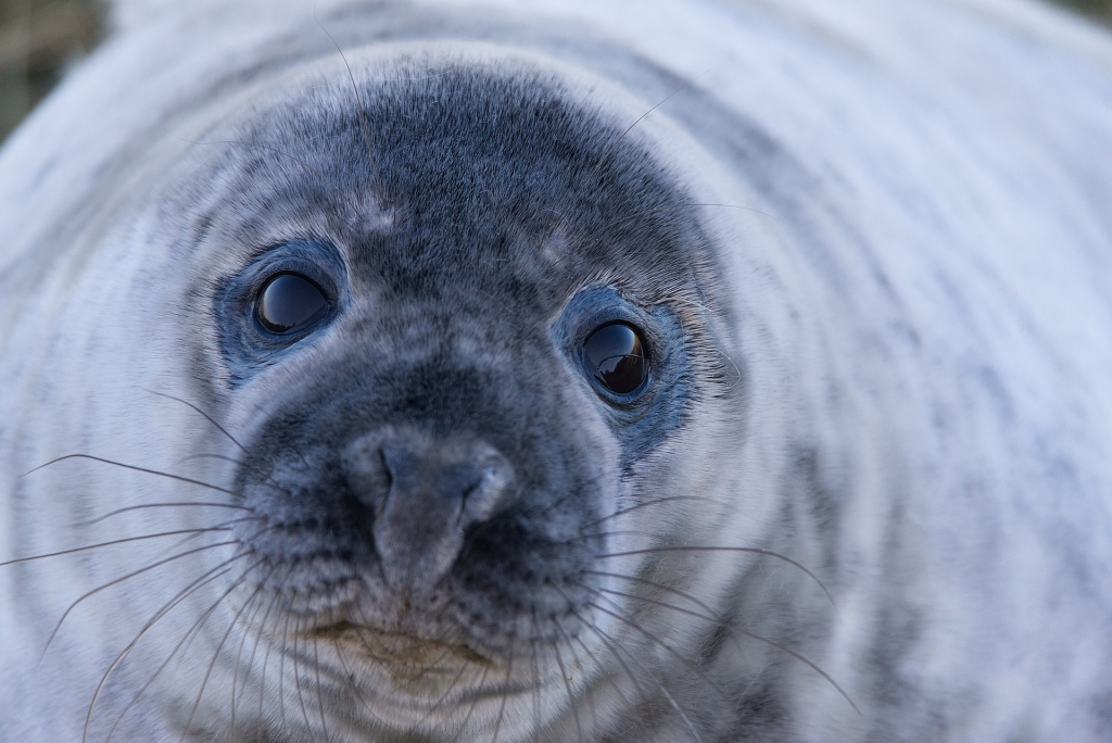 seal-2964019_1920.jpg