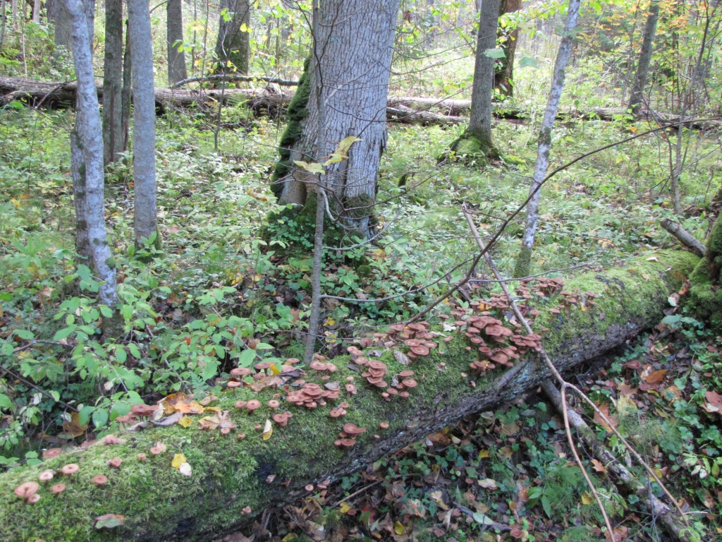 Natura 2000.jpg