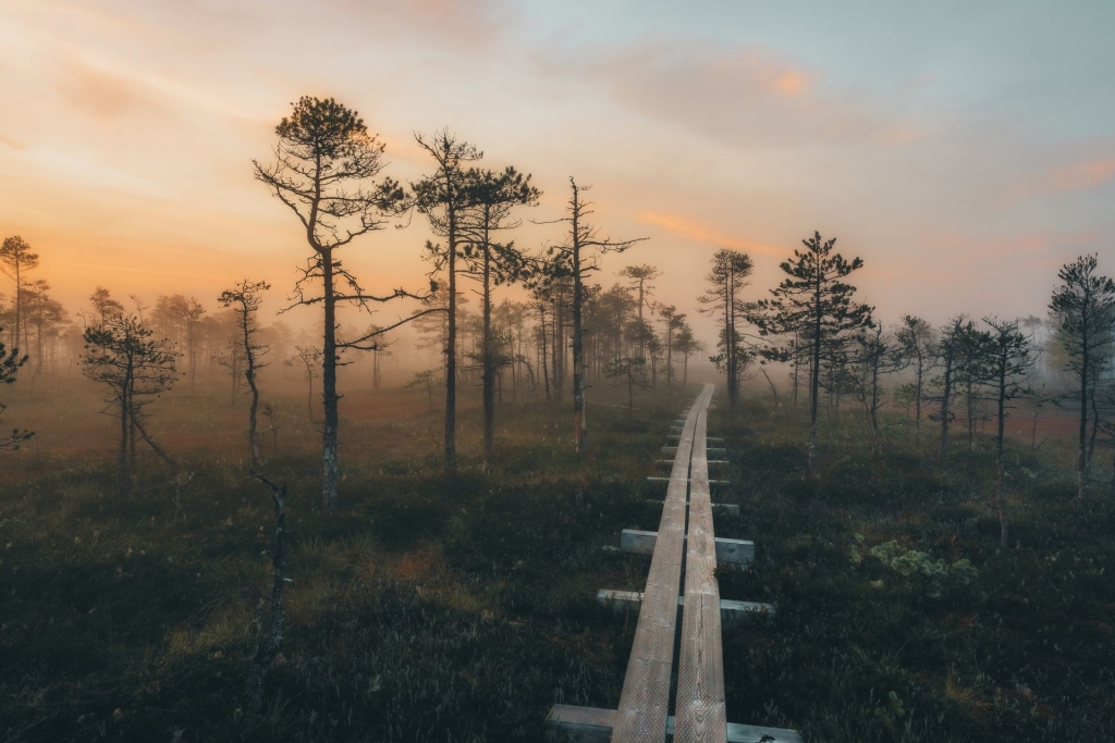 657043-selisoo-nature-trail-web-version-1920px.jpg