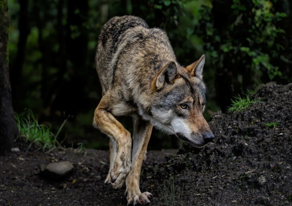 wolf-8199785_1280.png