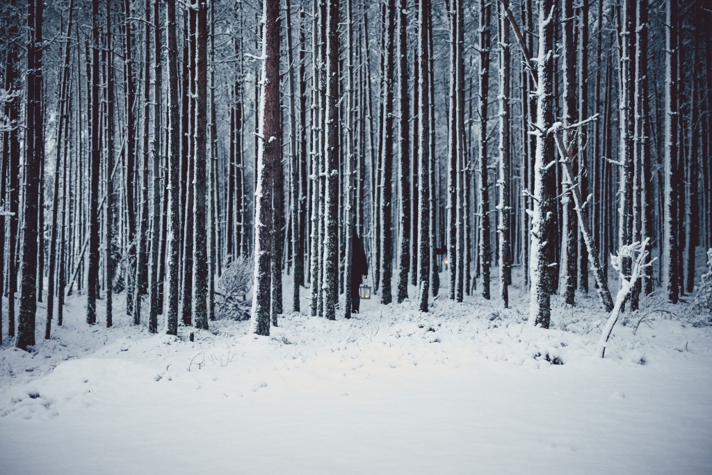 253430-snowy-winter-forest-web-version-1920px.jpg