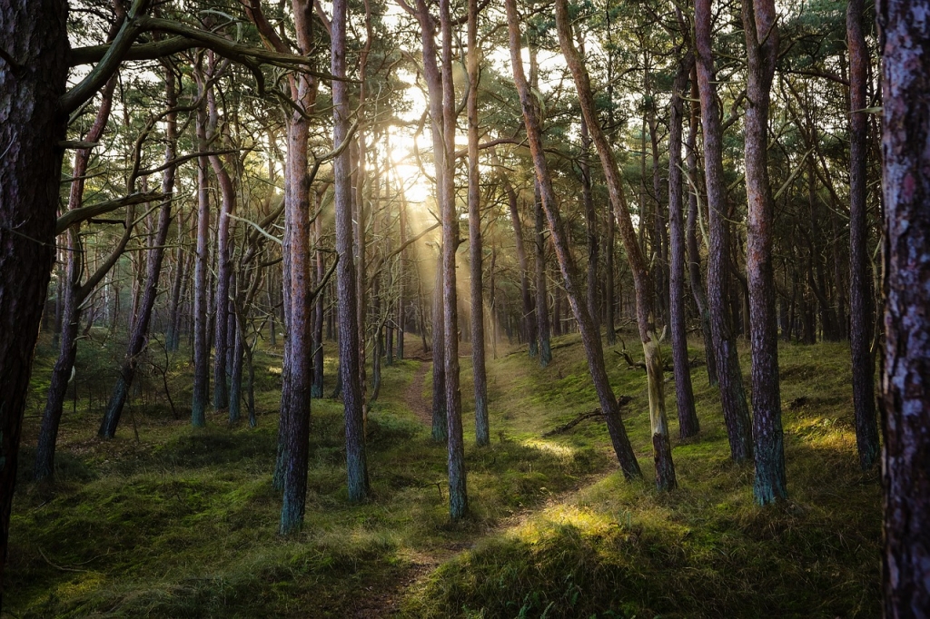 forest-7311484_1280 (1).jpg