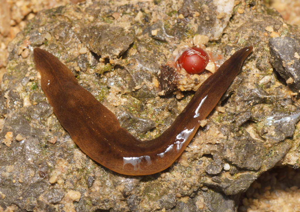 Obama_nungara_Justine_et_al_PeerJ_2020_fig-08-full.png