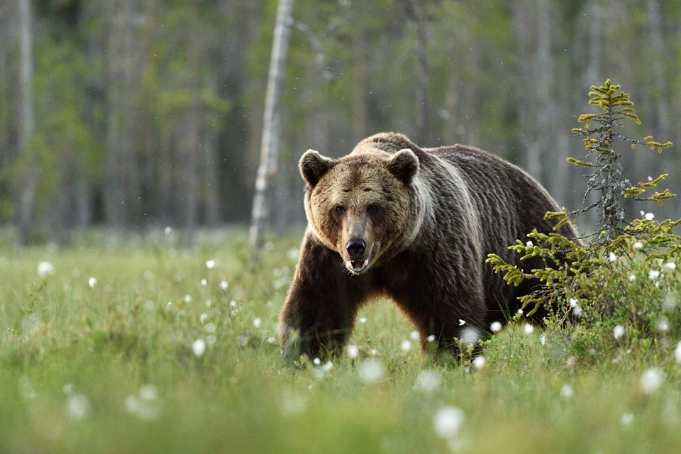 Karu-Ursus_arctos-Erik_Mandre.jpg