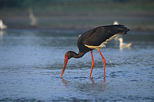 220px-ciconia_nigra_1_marek_szczepanek.jpg