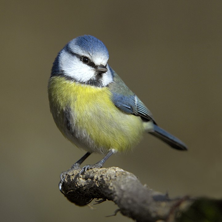 720px-paruscaeruleus.jpg
