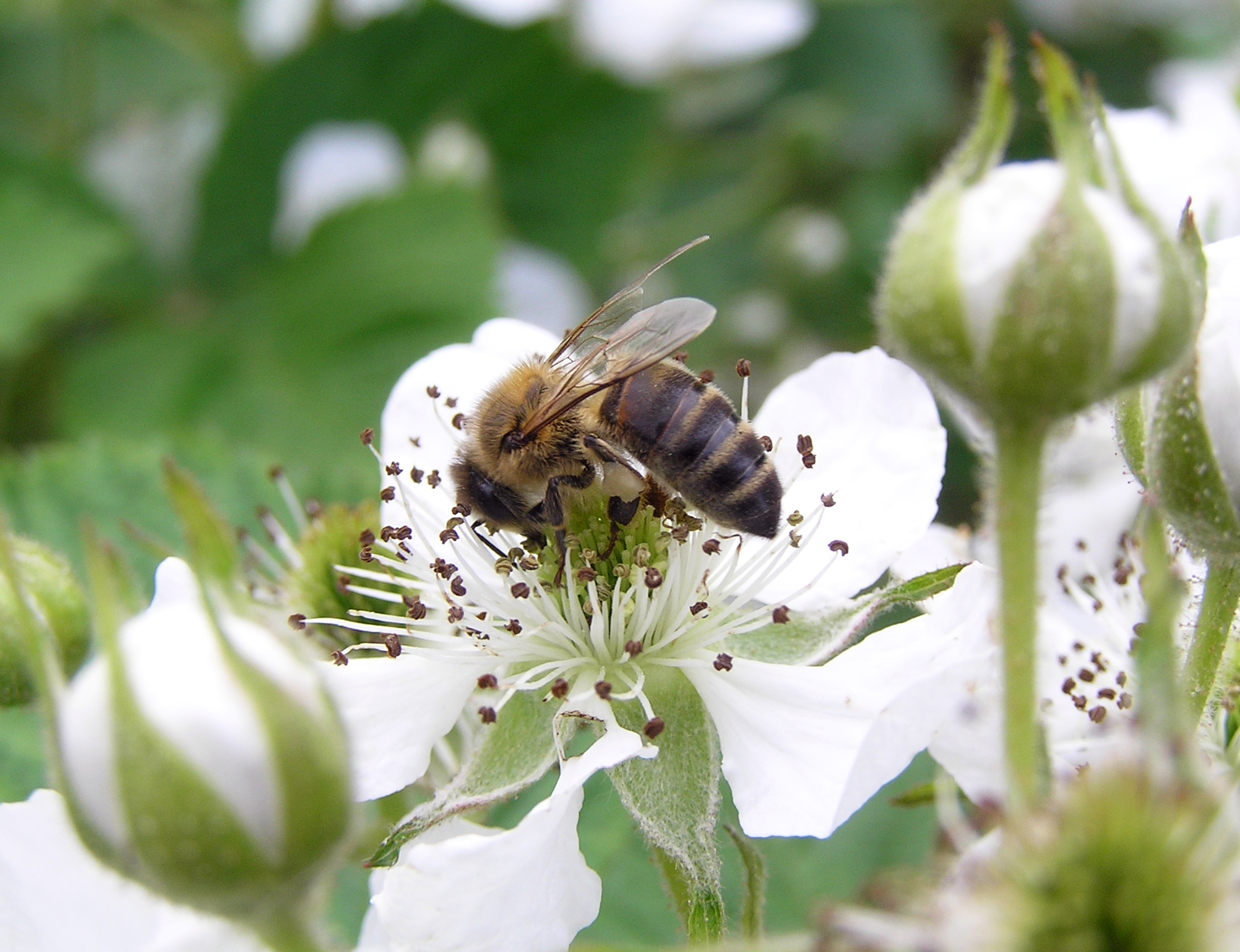 apis_mellifera_mellifera_euroopa_meemesilane_pampli_oiel_estonia_0.jpg