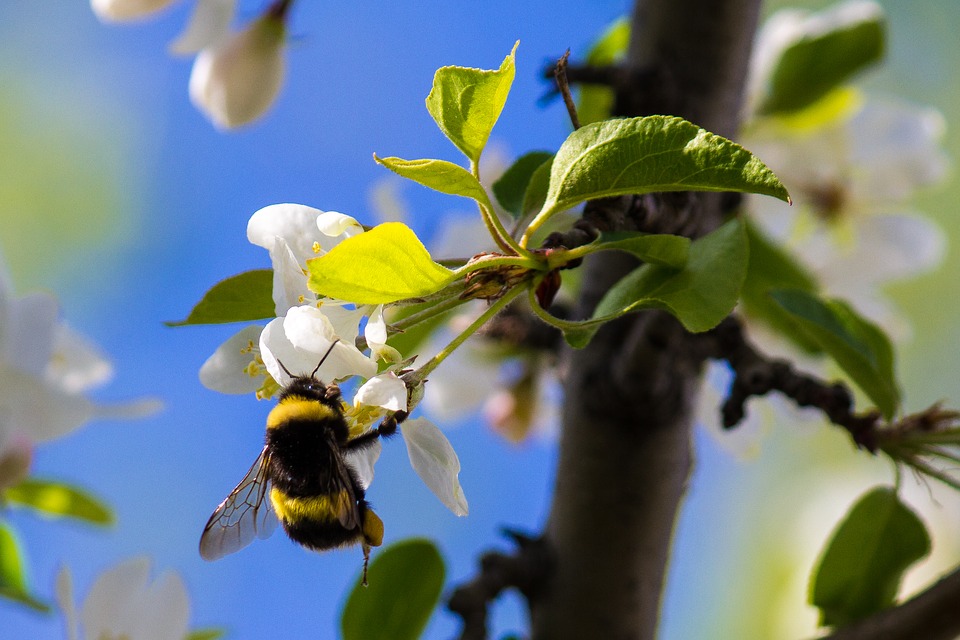 bumble-bee-1406467_960_720.jpg
