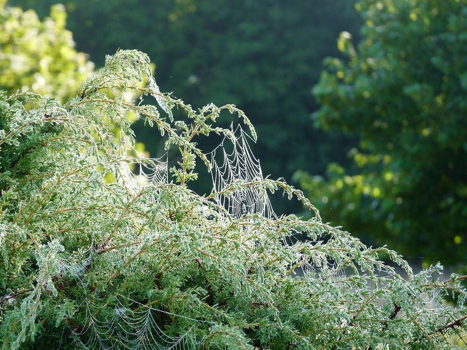 cobweb-700125_960_720.jpg