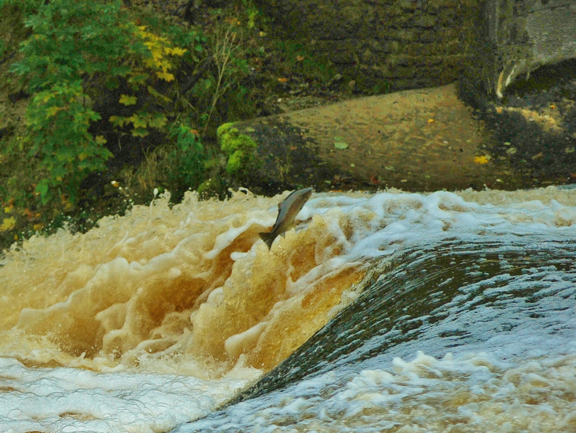 dsc_0363.jpg