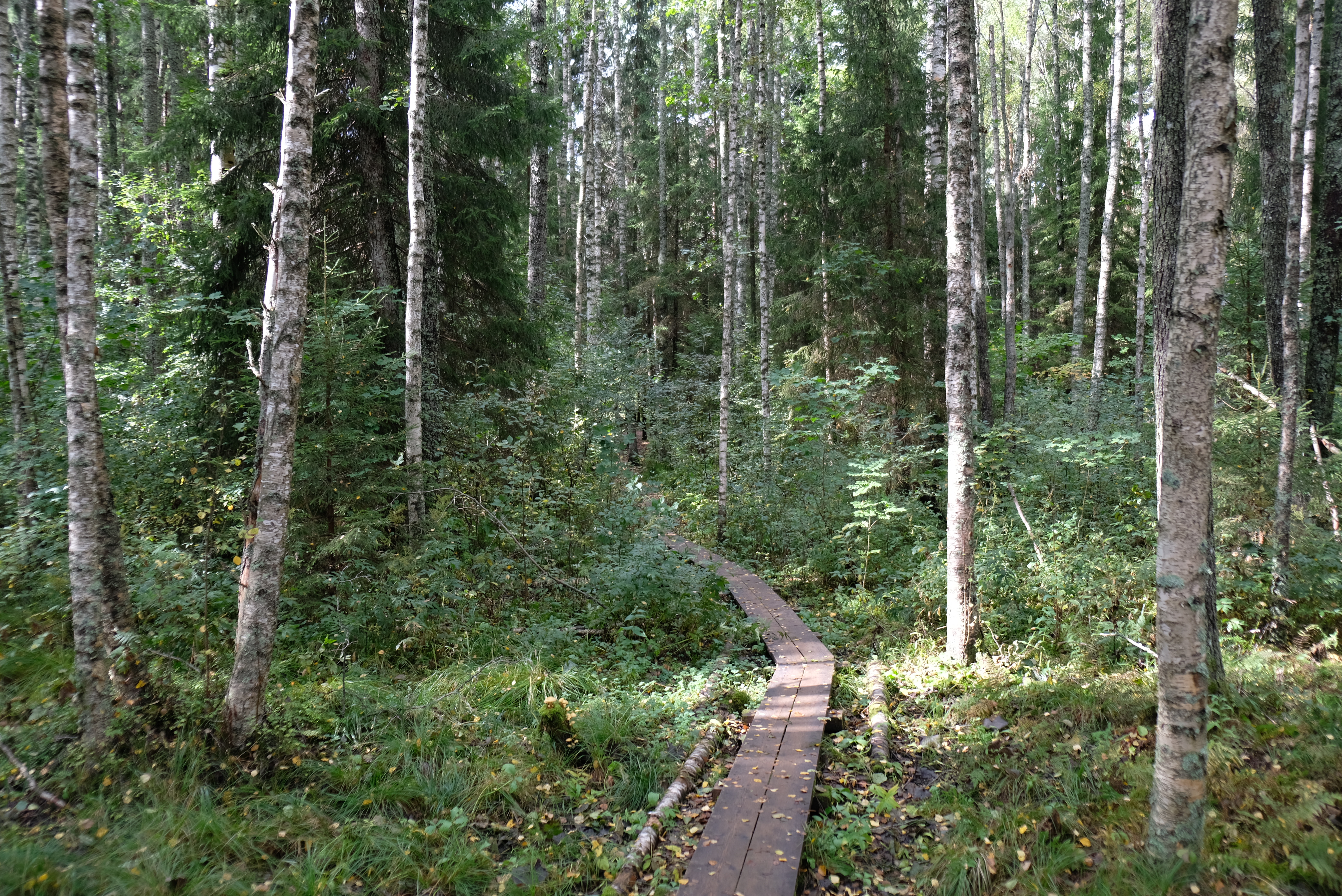 dscf0341.jpg