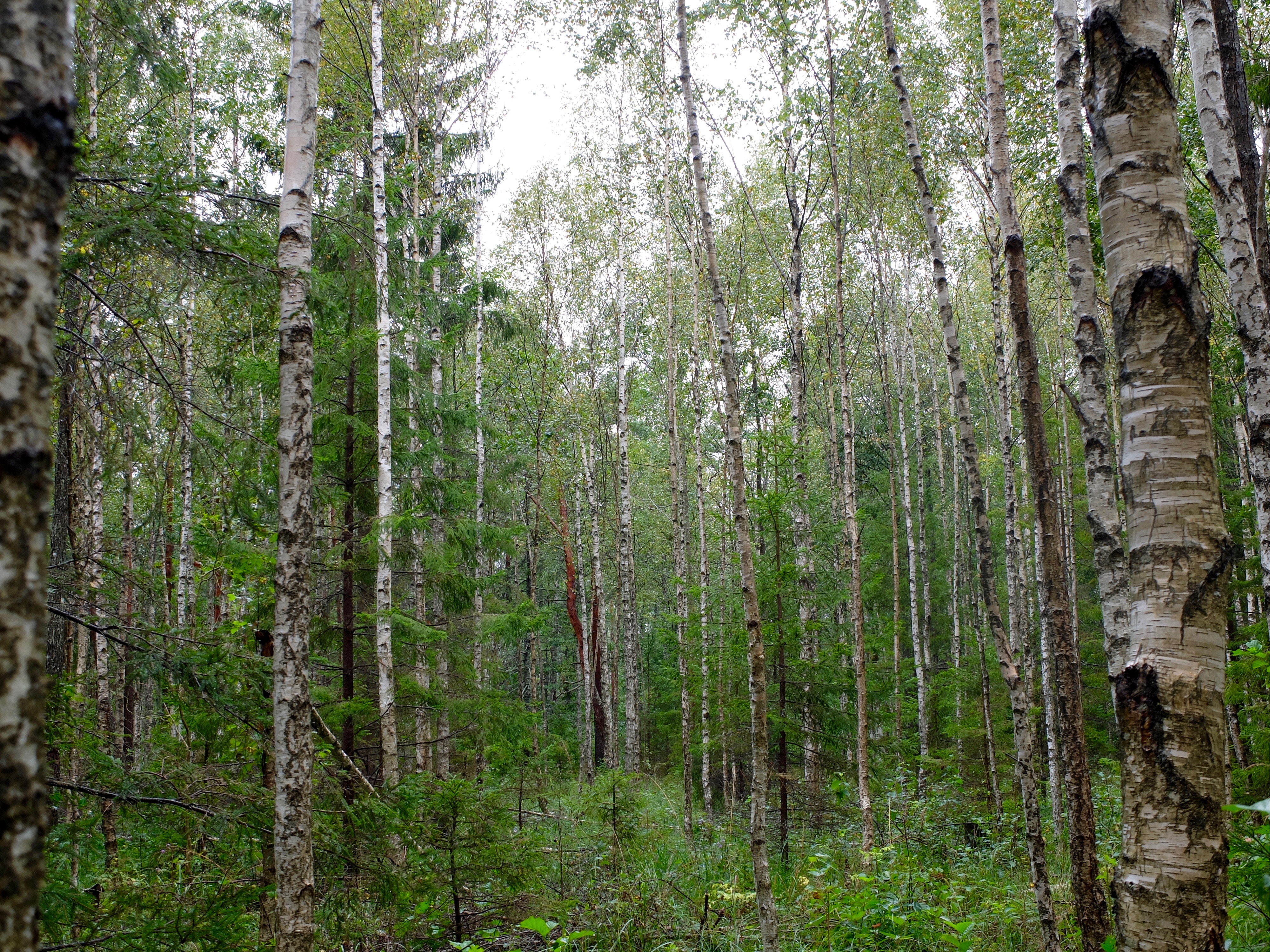 dscf2128.jpg