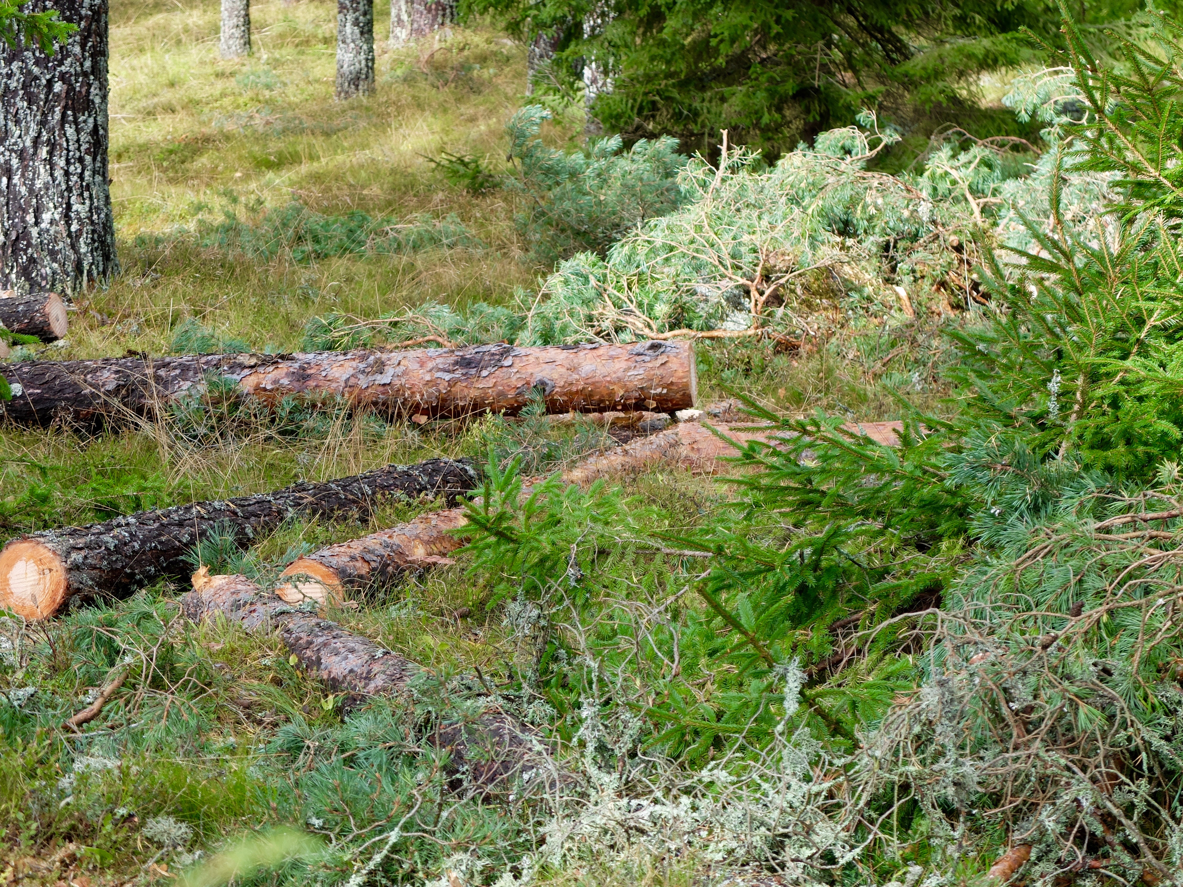 dscf2166.jpg