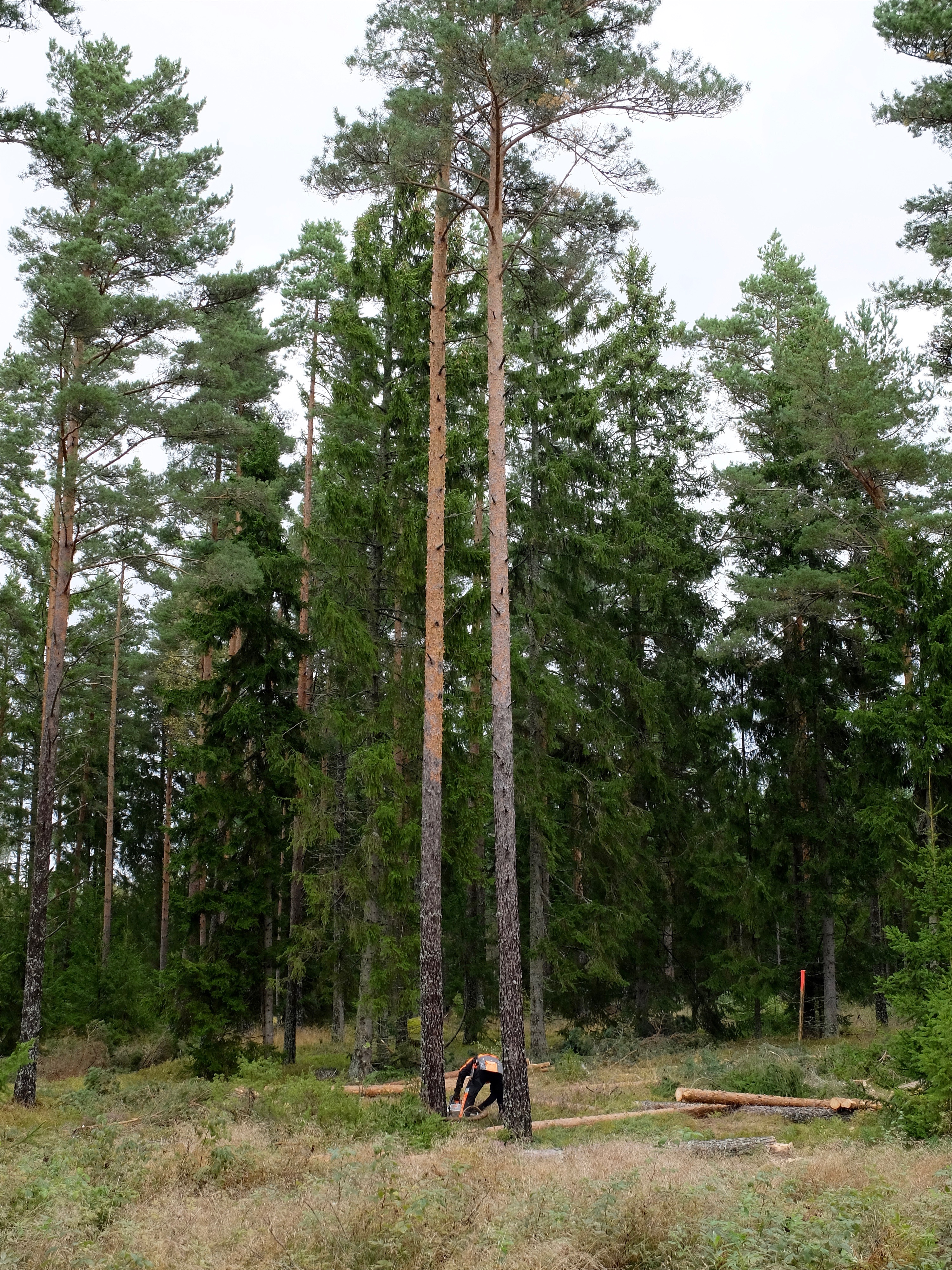 dscf2223.jpg