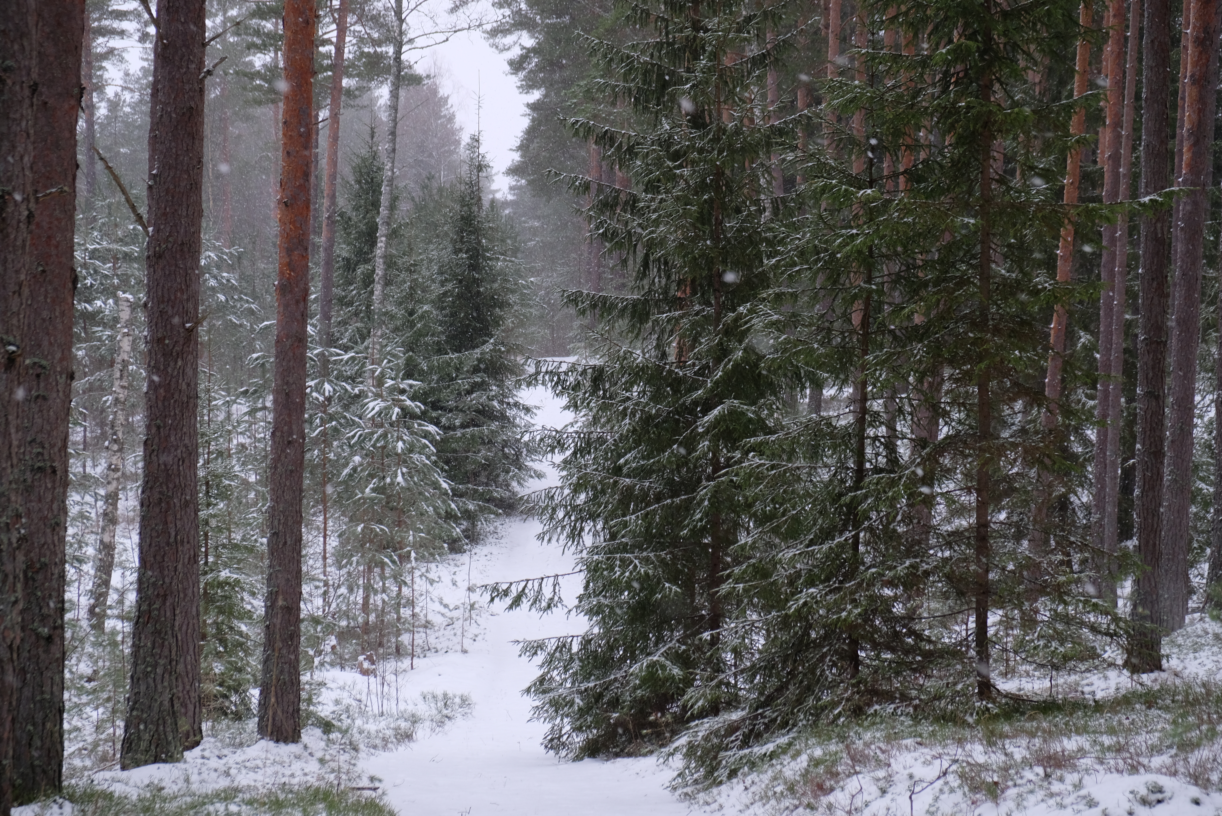 dscf2581.jpg