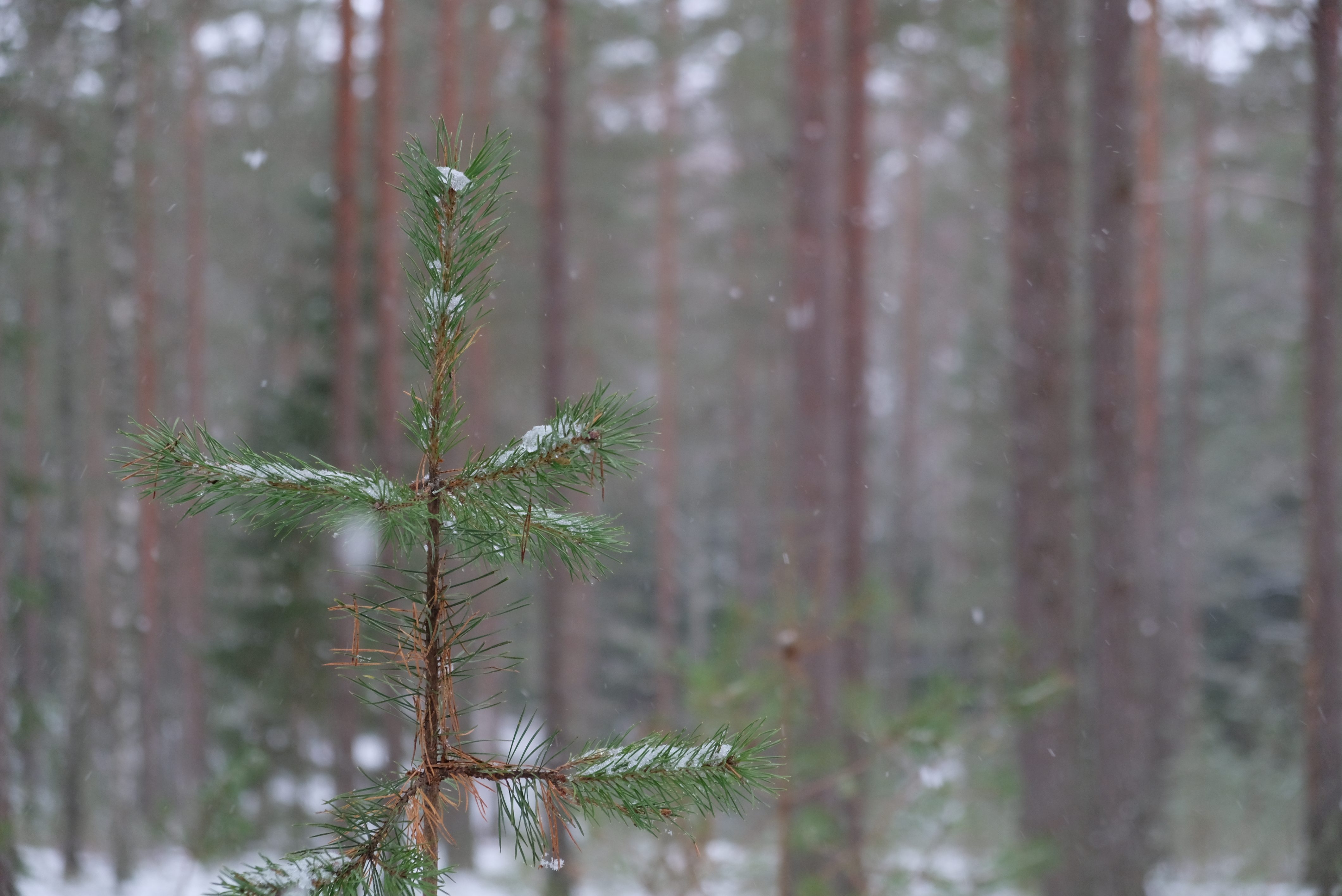 dscf2586.jpg