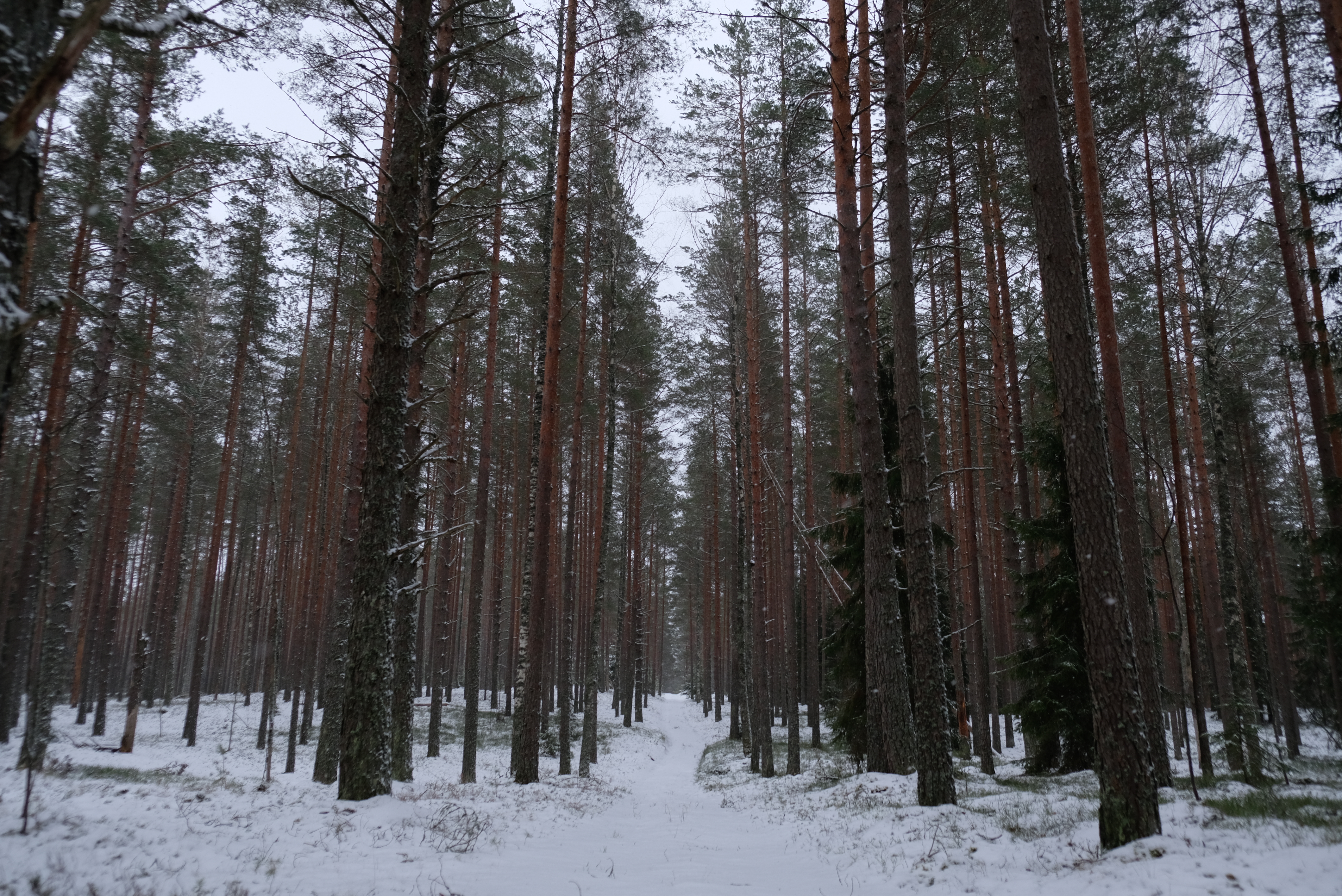 dscf2591.jpg