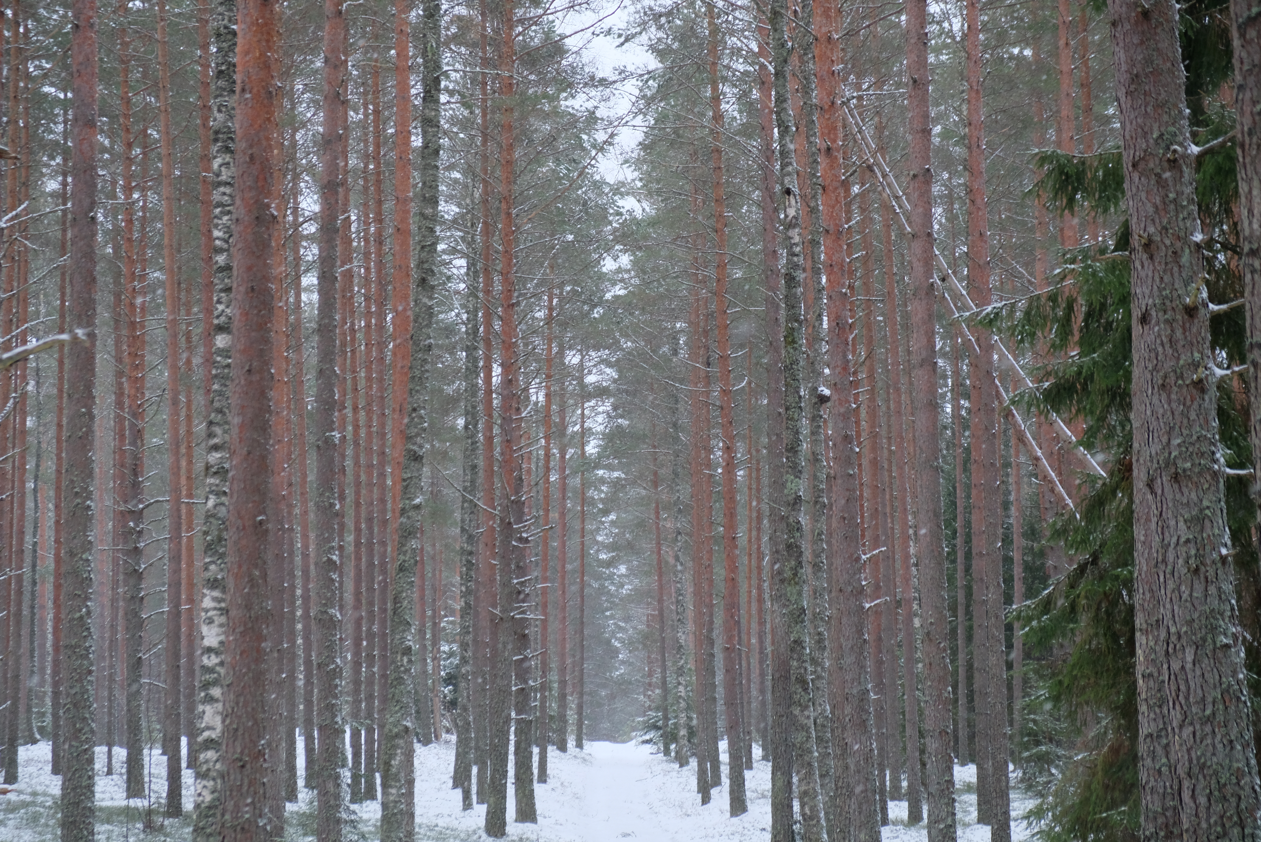 dscf2592.jpg