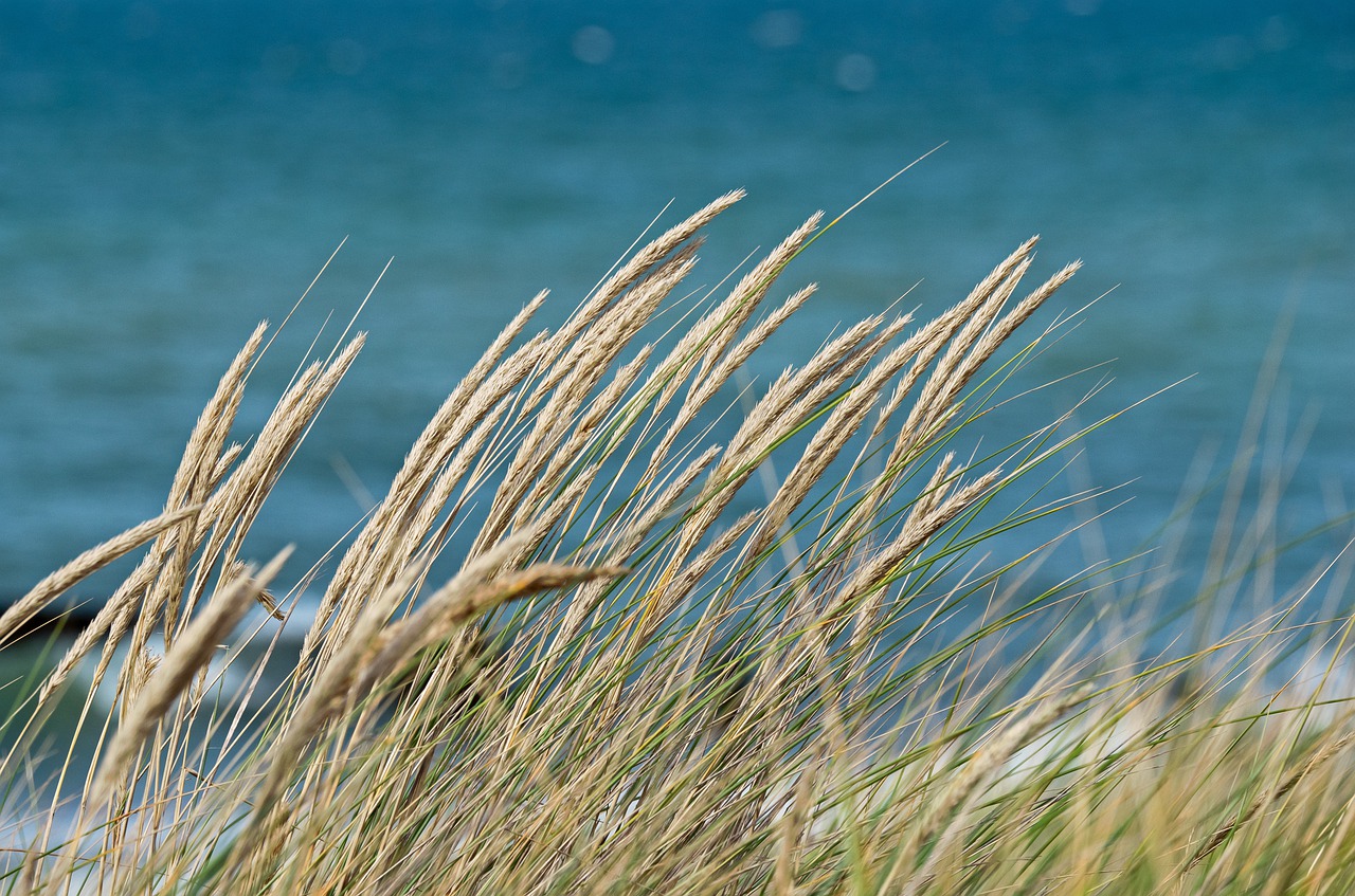 dune-grass-4457964_1280_0.jpg