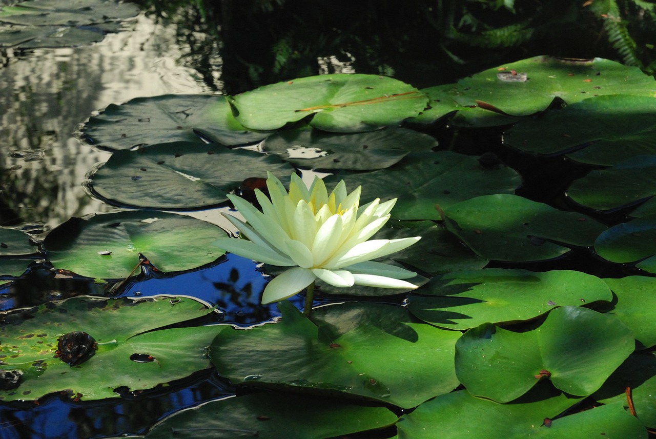 flower-74136_1280.jpg