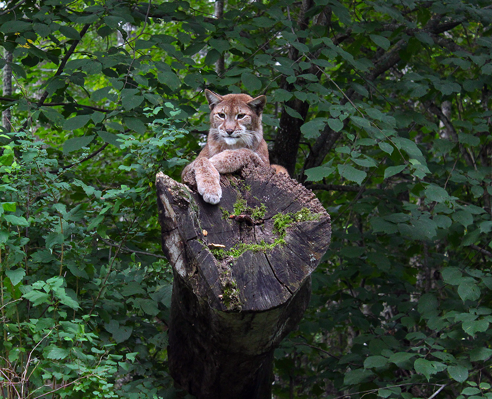 ilves.jpg