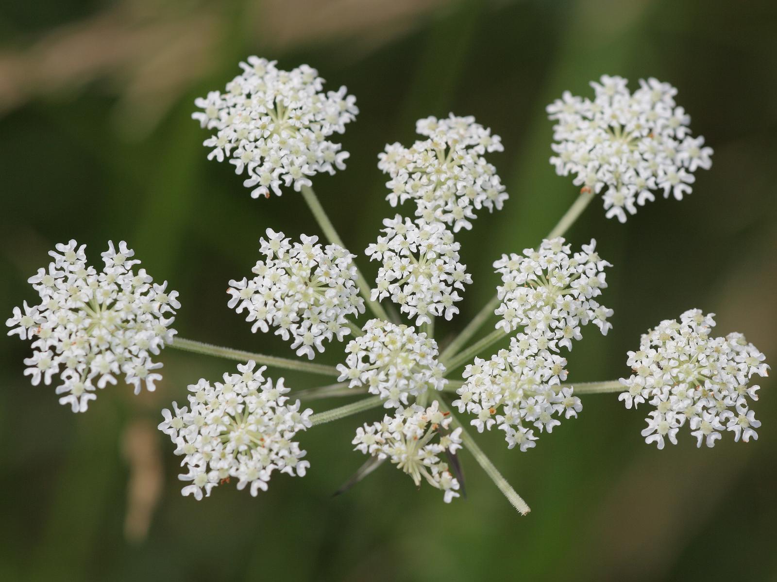laserpitium_prutenicum.jpeg