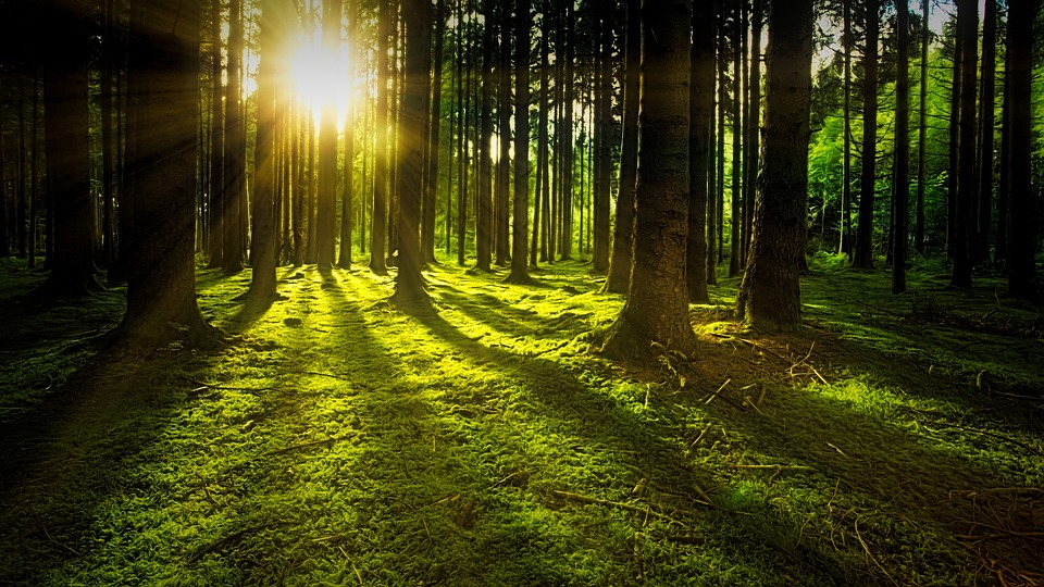 nature-3294681_960_720_0.jpg