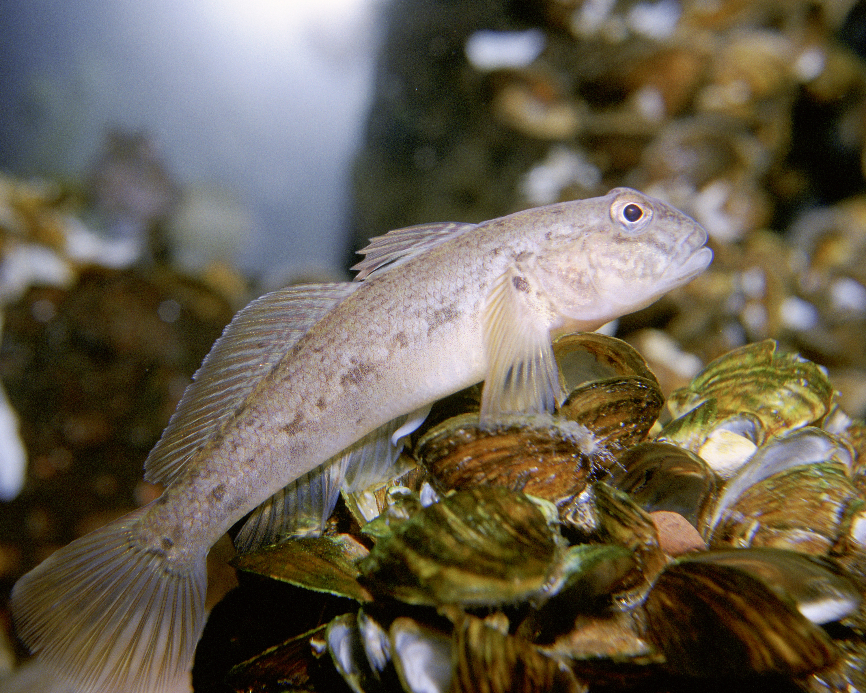 neogobius_melanostomus1.jpg