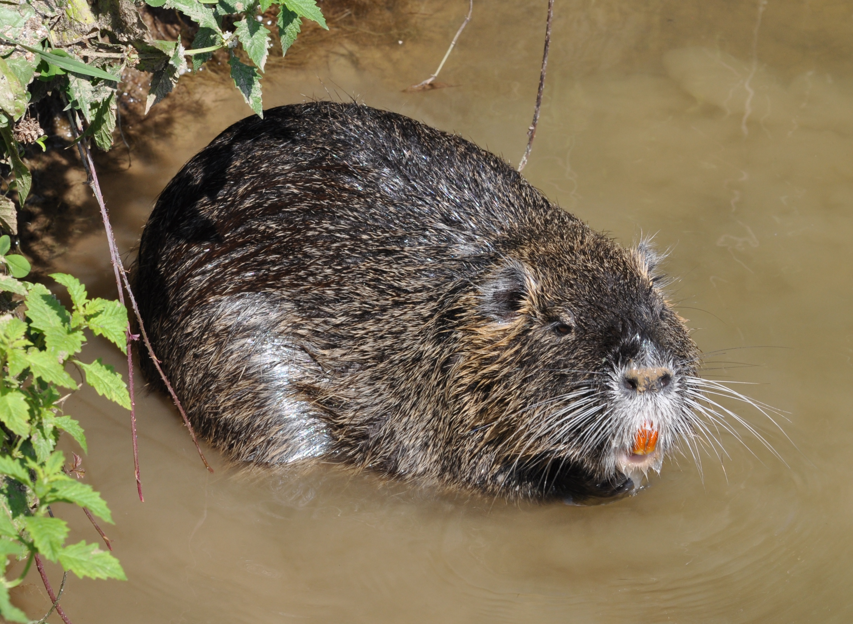 nutria.jpg