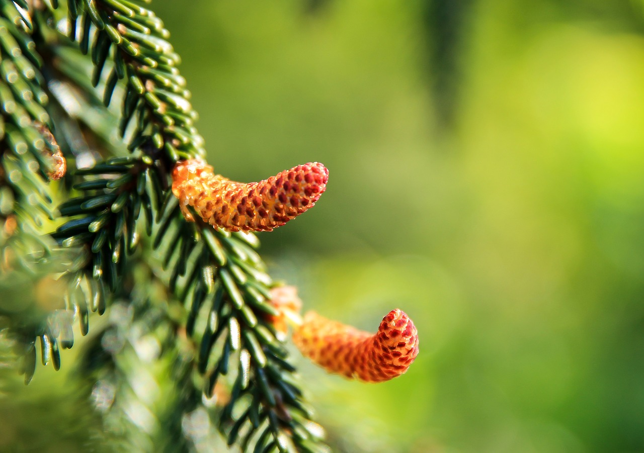 pine-female-flowers-2297573_1280.jpg