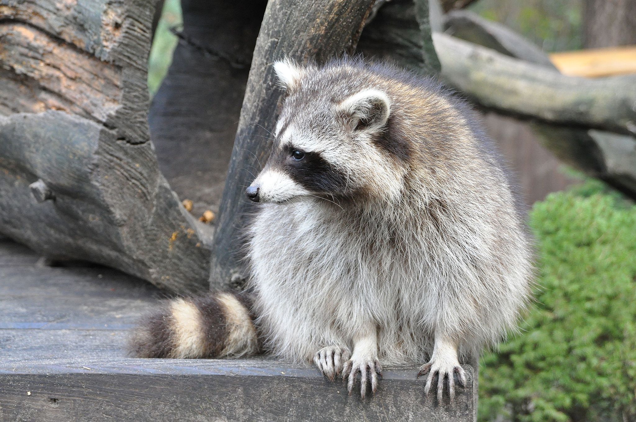 procyon_lotor_qtl3.jpg