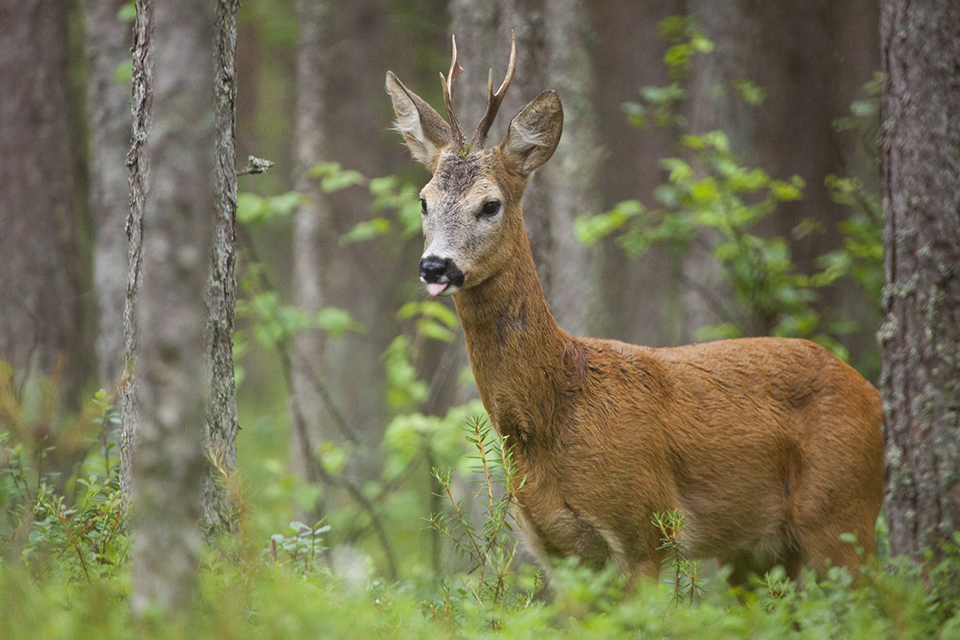 roe_deer_buck.jpg