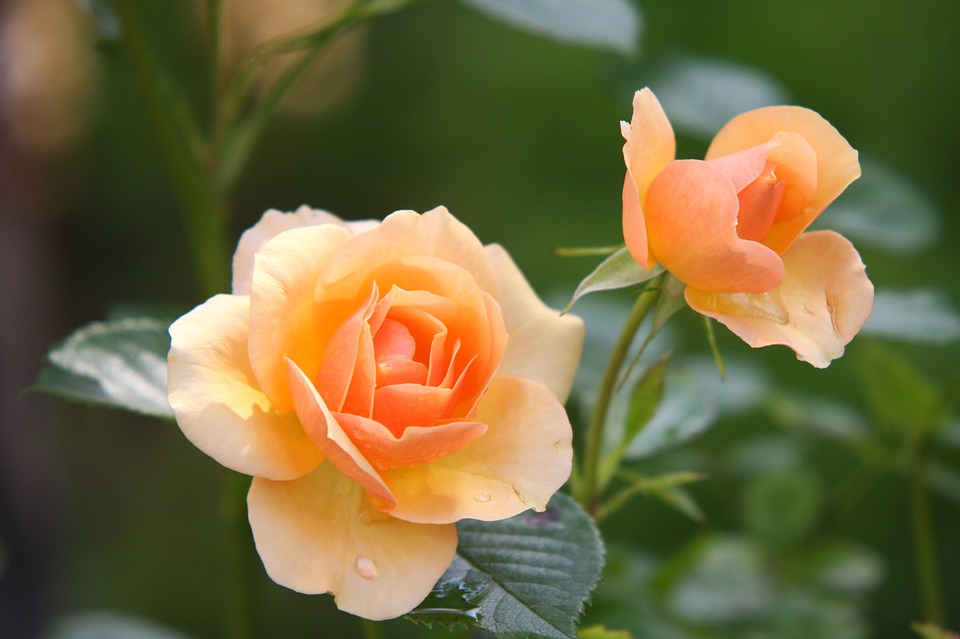 rose-616013_960_720.jpg