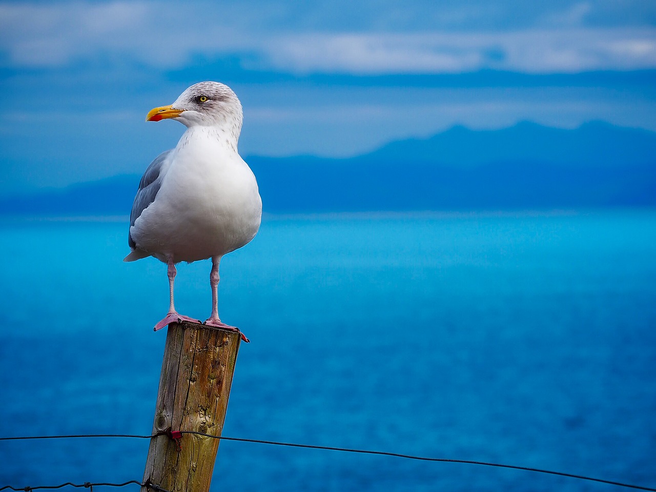 seagull-1900657_1280_0.jpg