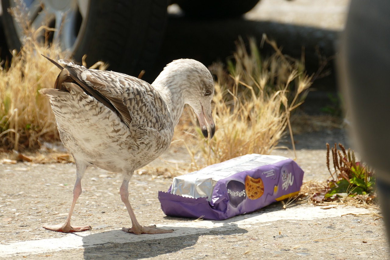 seagull-4401424_1280.jpg