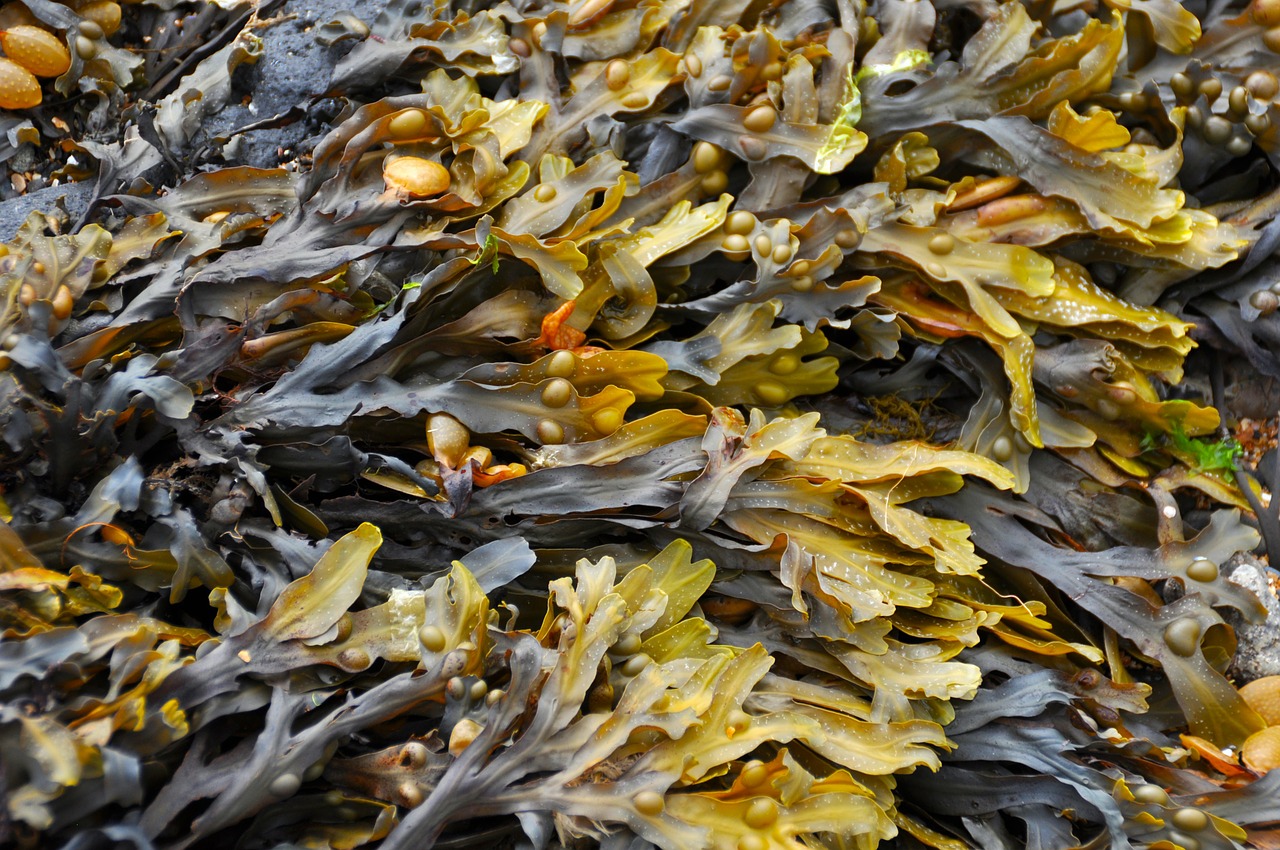 seaweed-270426_1280.jpg