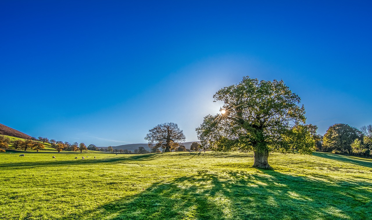 tree-2916763_1280_0.jpg