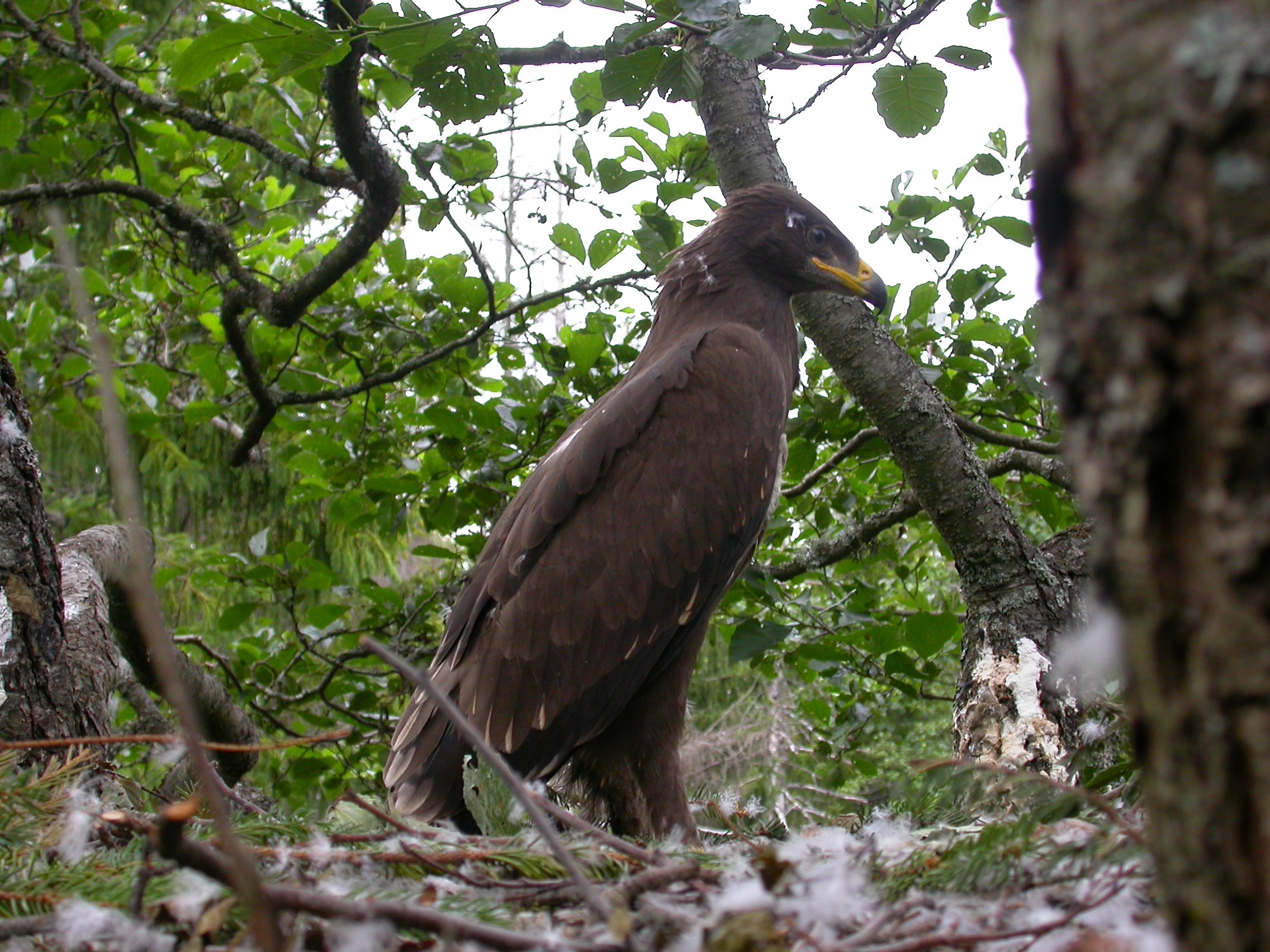 vaike-konnakotkas_foto_indrek_tammekand.jpg